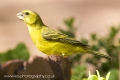 yellow_bird_wm